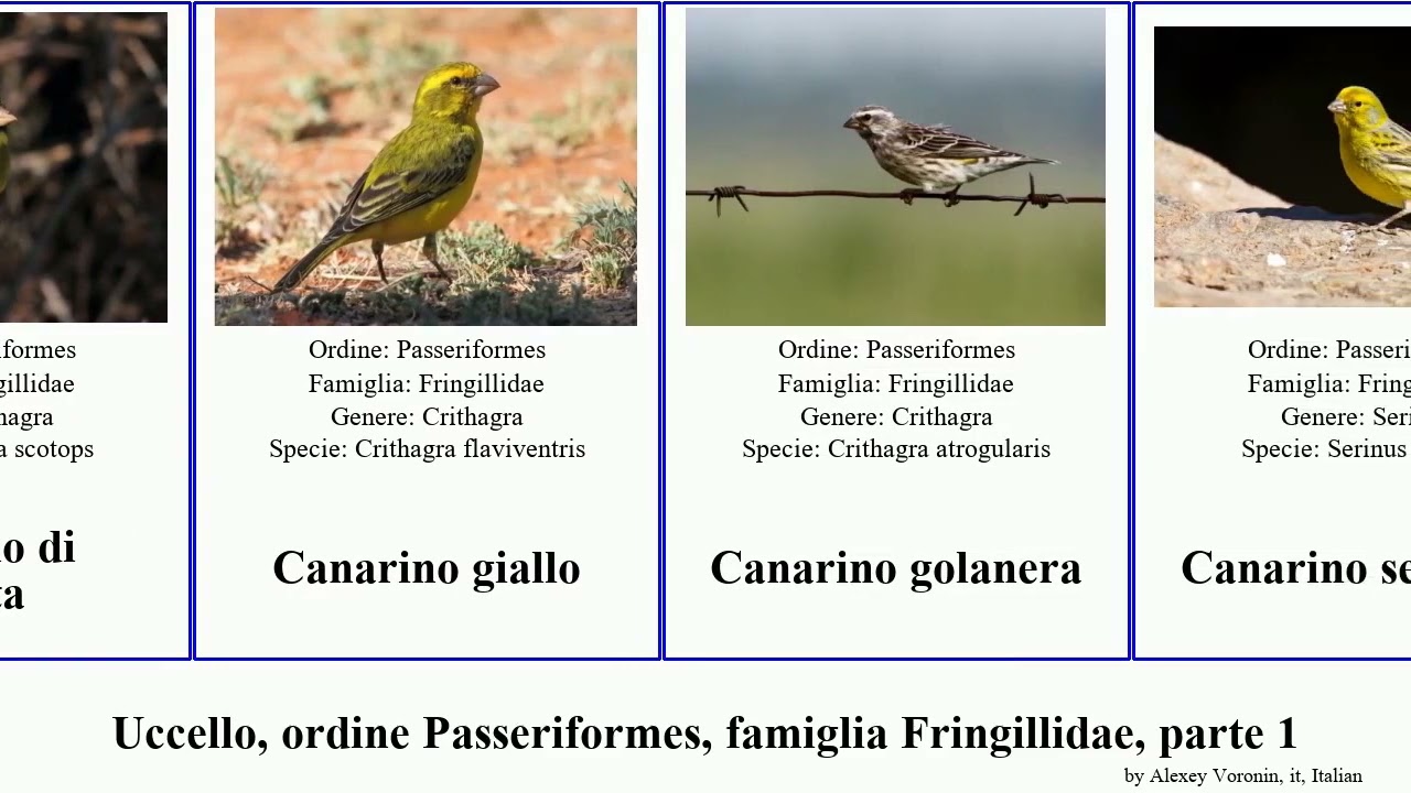 Uccello, ordine Passeriformes, famiglia Fringillidae, parte 1 canarino carduelis beccogrosso del