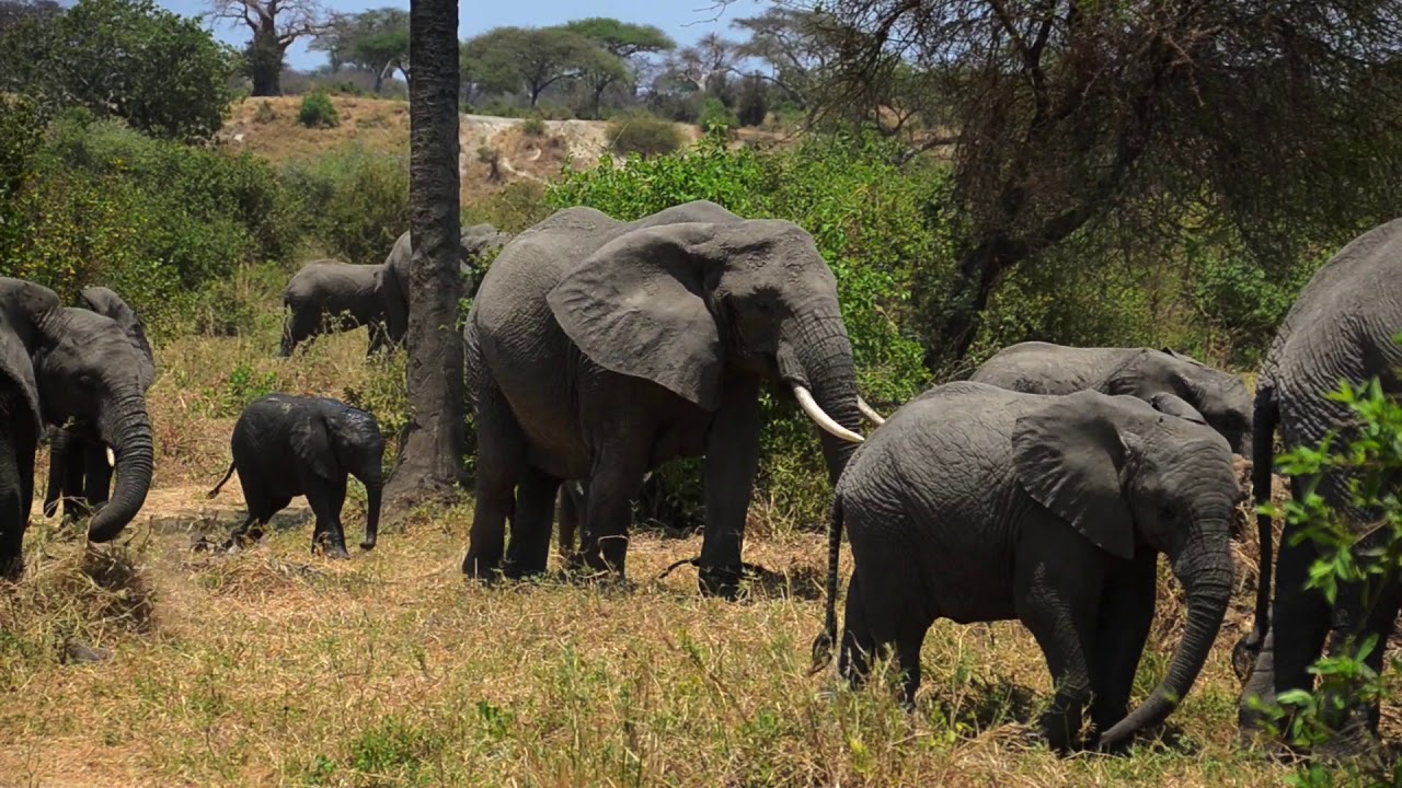 Weltreise: Tansania (Teil 1) - Safari im Tarangire und Lake Manyara Nationalpark - Vlog 21