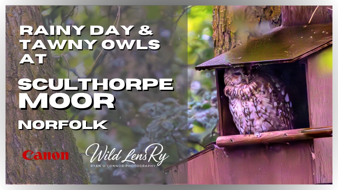 Rainy Day with Tawny Owls & Marsh Harrier | Sculthorpe Moor Wildlife Photography