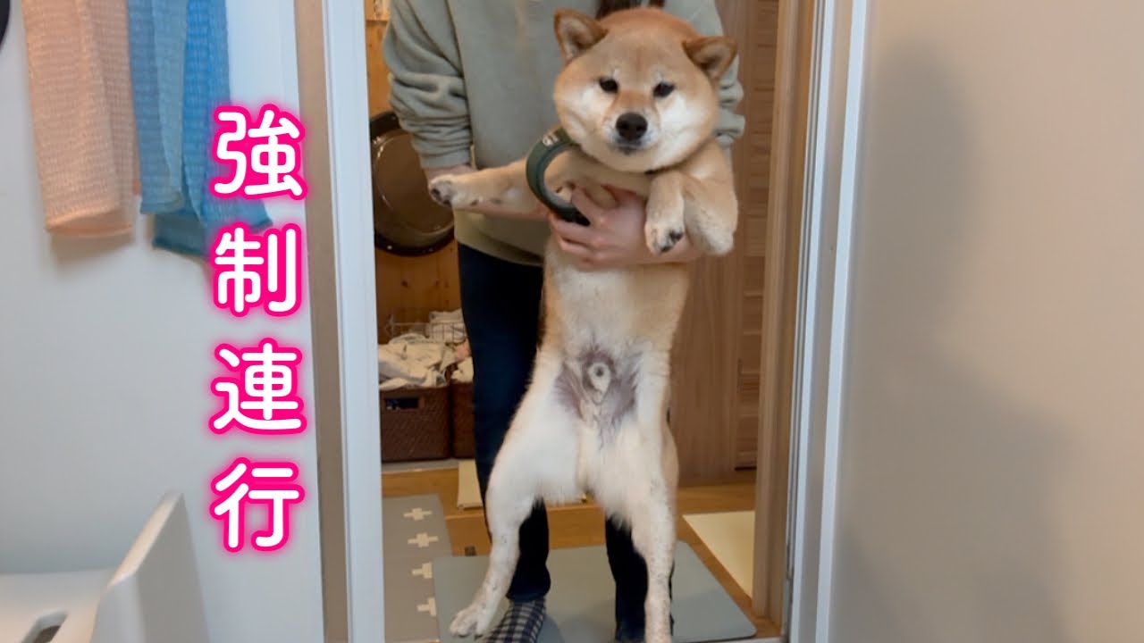 雨の日のお散歩で派手にやらかしてしまい強制連行される柴犬が可愛い