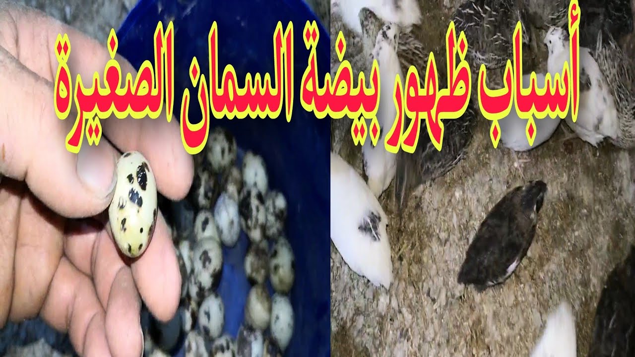 أسباب ظهور بيضة السمان الصغيرة وكيفية العلاج