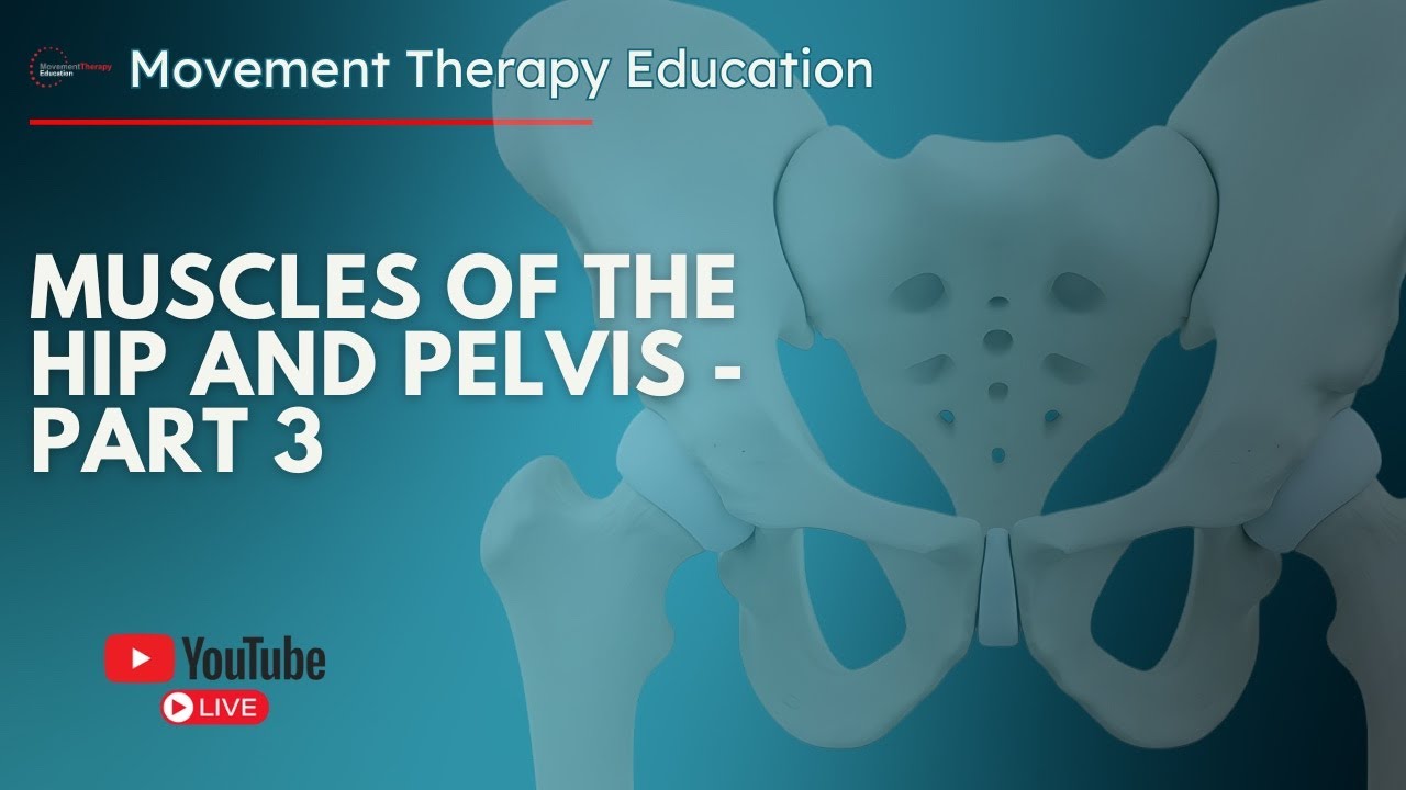 A Detailed Look at HIP FLEXOR Anatomy
