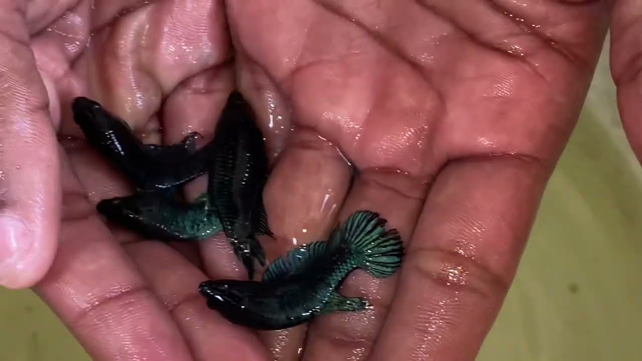 LES COMPRO ESTOS BETTAS 🐠A DON MIGUEL BETTAS 🐳 Wuao 😮😮😮