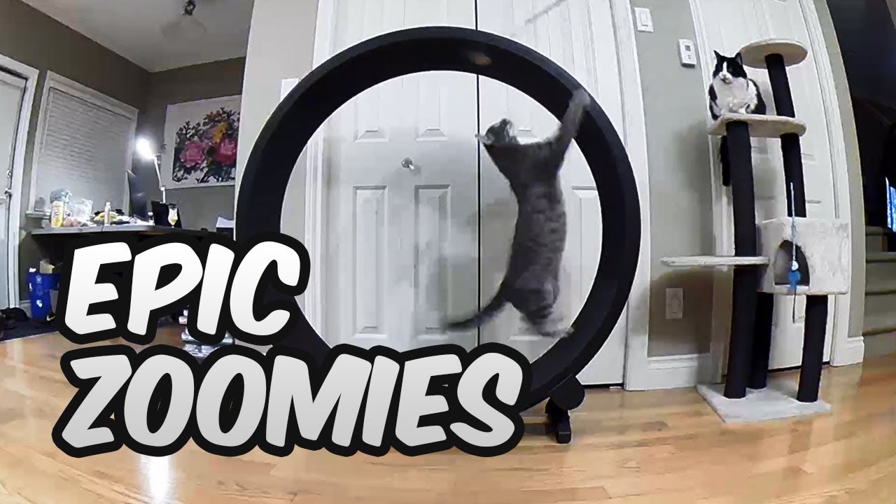 One Fast Cat Exercise Wheel ft. Sherlock!
