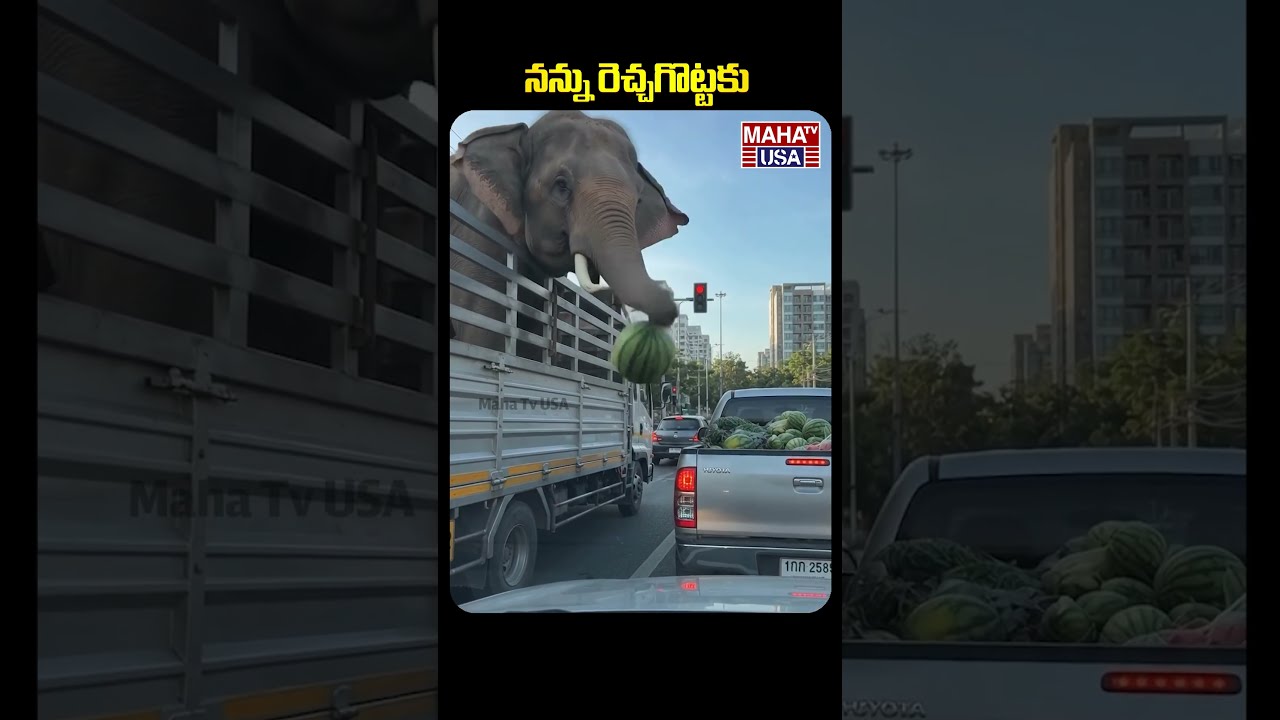 Amazing Elephant Video Goes Viral | #funnyvideo #viral #ytshorts @mahatvusa