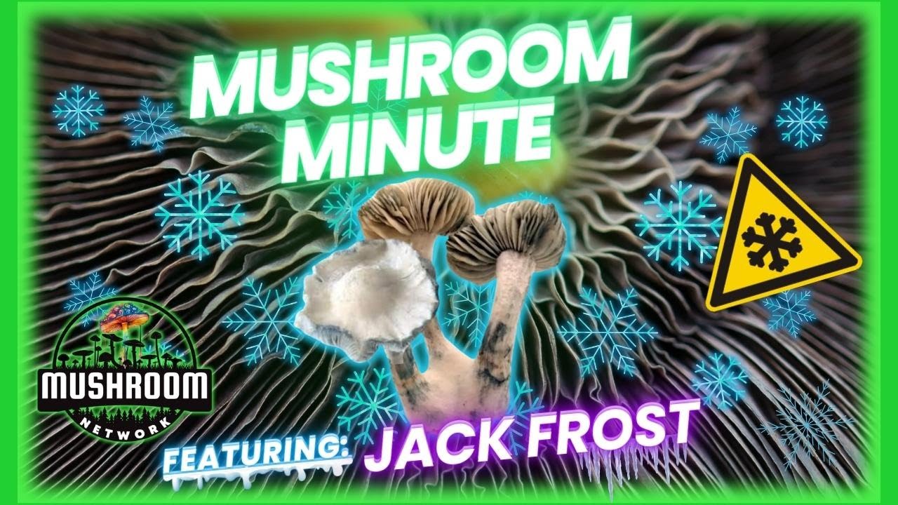 Jack Frost (PC-Strain) - The 🍄 Mushroom Network #mycology #mushrooms #microscopy #mushroomfacts