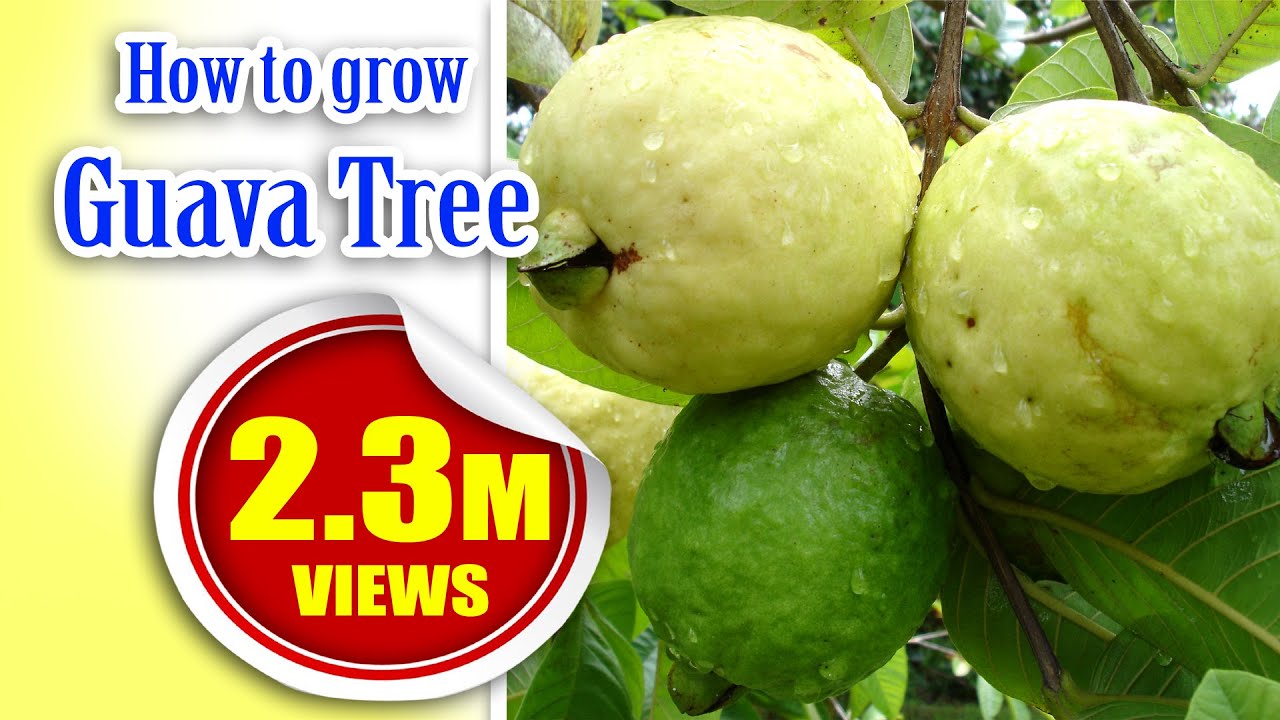 how to grow guava tree faster ( Garden home )