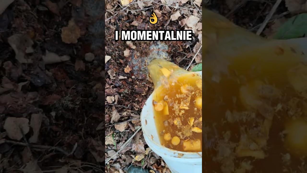 WoW!! 😨 Szczepię GRZYBY Pod Brzozami 🍄🌳 #grzyby #las #grzybobranie #zvdominik