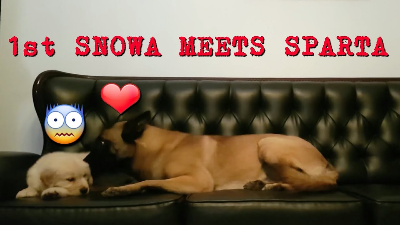 SPARTA BERTEMU SNOWA UNTUK PERTAMA KALINYA | SNOWEE THE GOLDEN