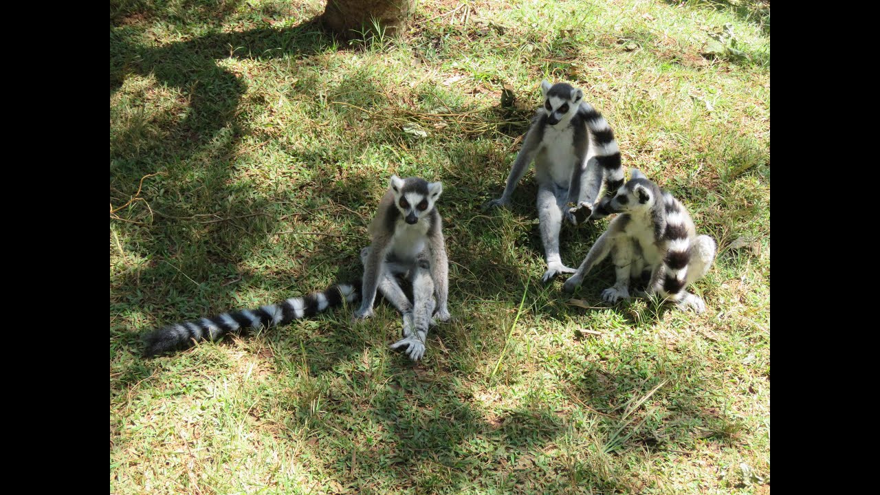 Madagascar with Intrepid April 2023