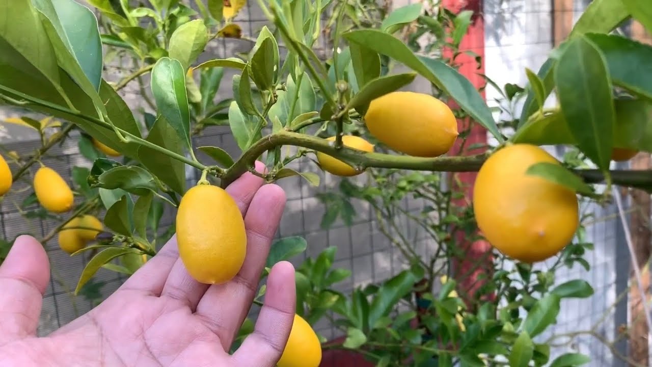 Limequat (Key Lime + Kumquat)