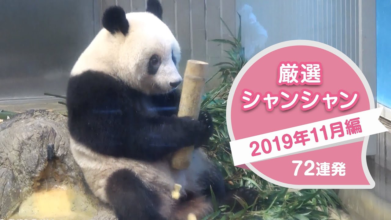 厳選シャンシャン72連発　2019年11月編【永久保存版】竹筒ゴリゴリ＾＾ひょうきんシャンシャンが炸裂！ 　Giant Panda Xiang Xiang