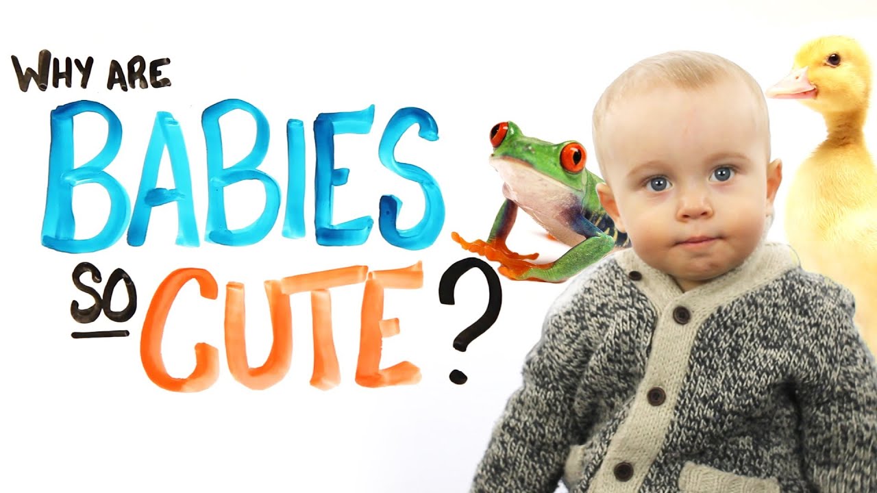 Why Are Babies So Cute?