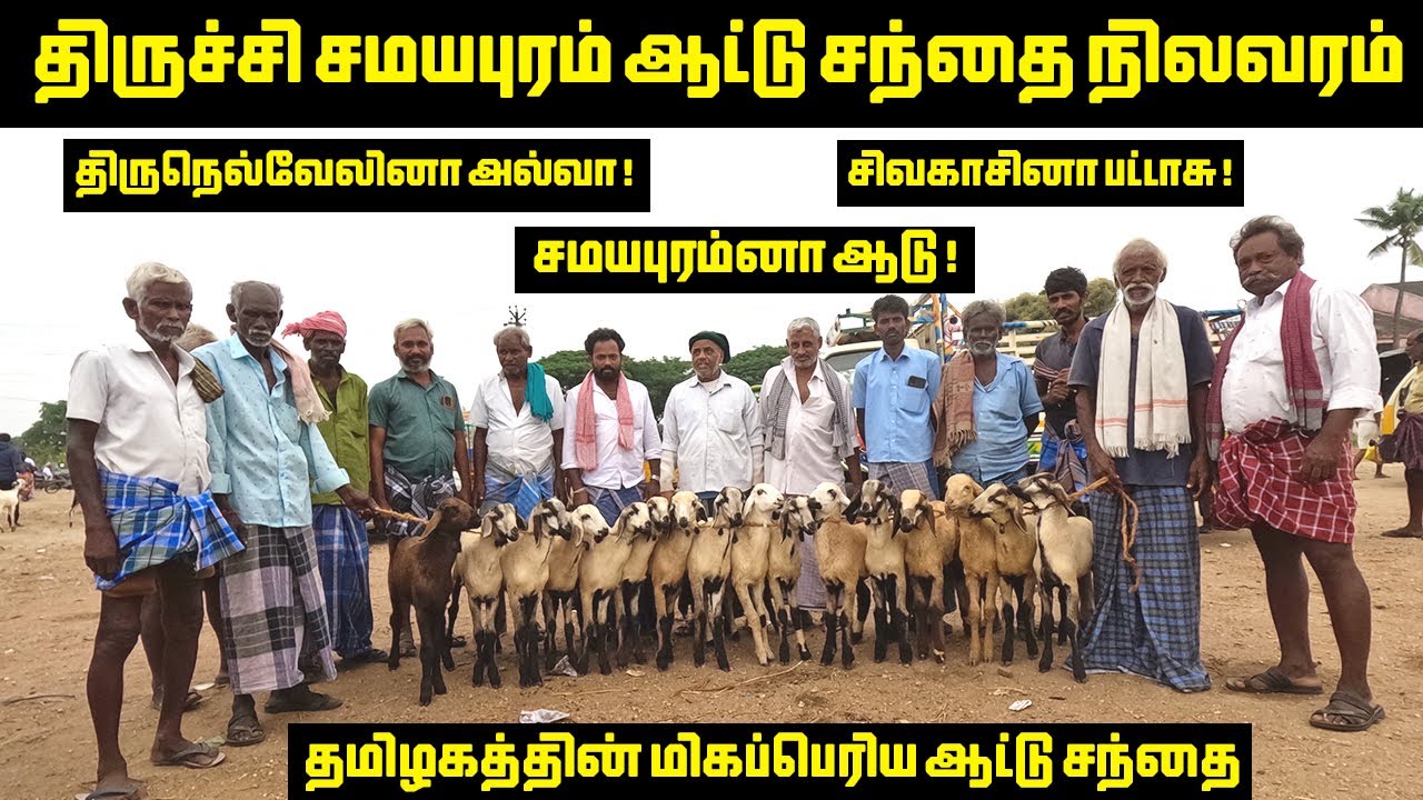 திருச்சி சமயபுரம் ஆட்டு சந்தை நிலவரம் | Trichy Samayapuram goat market | Tamilnadu Pets | Tamil