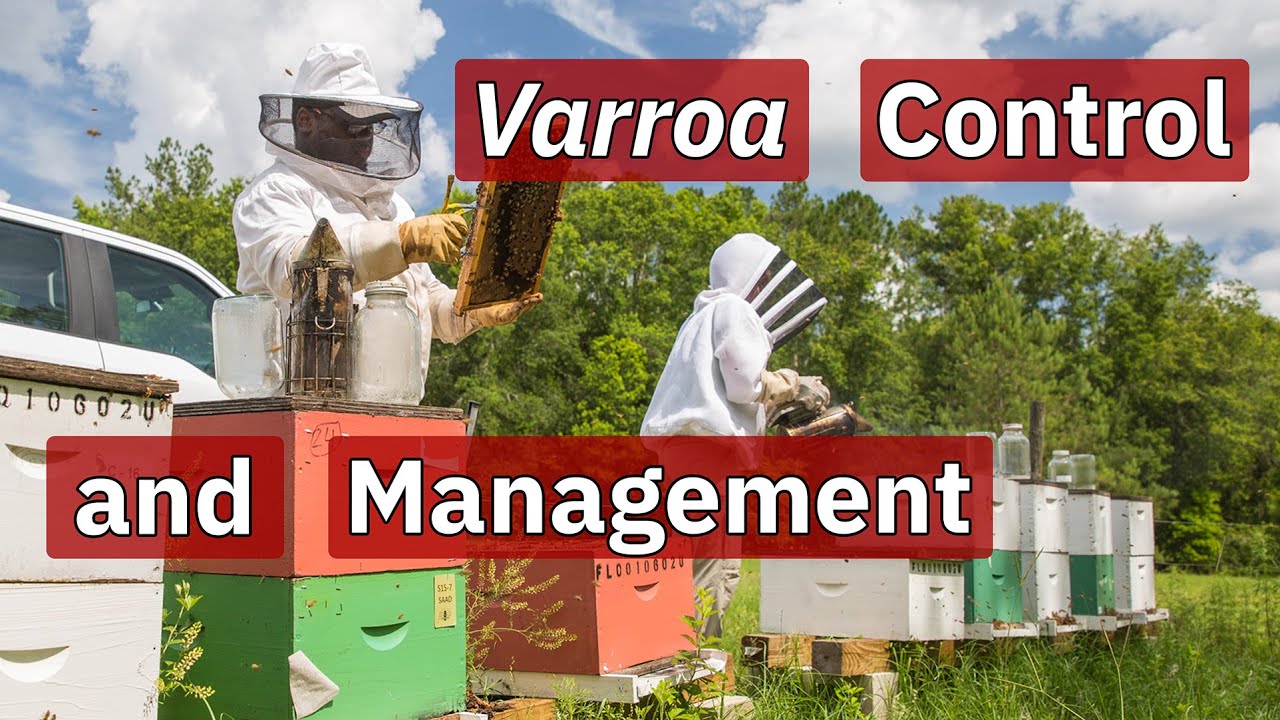 Varroa Control & Management | Beekeeping Academy | Ep. 71