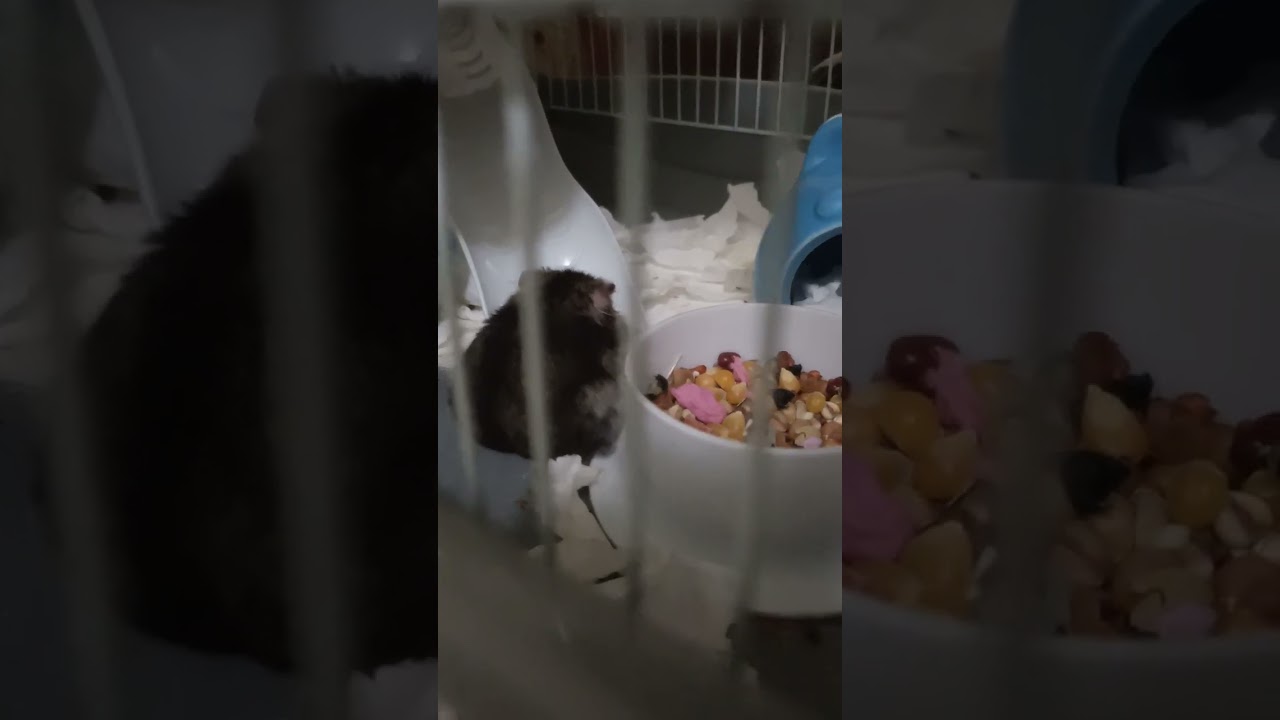 灰麻糬日常