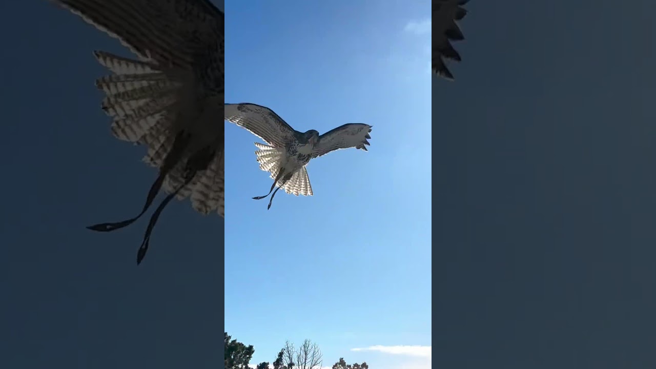 Red tailed hawk soaring #falconry #cat #redtailedhawk #birds #explore #nature #peregrinefalcon #dog
