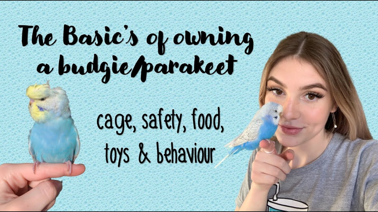 Basics of Owning a Budgie/Parakeet