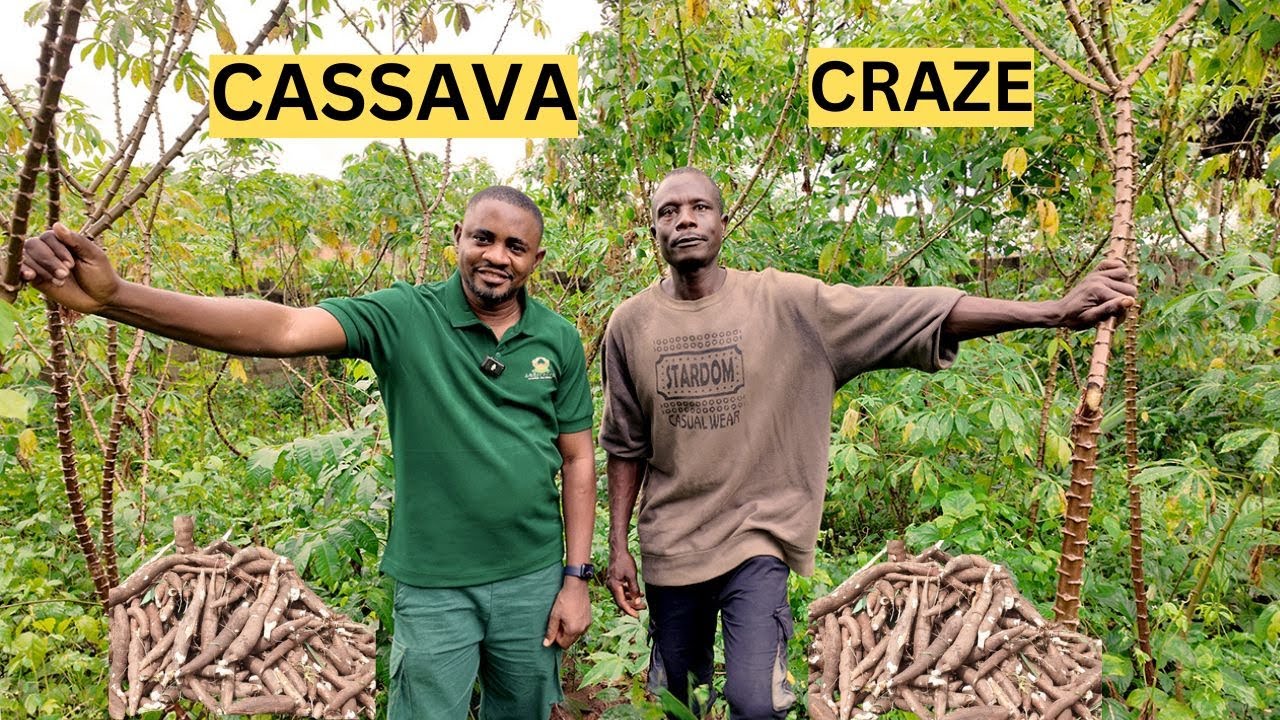 How He’s Earning Millions with Cassava Farming in Nigeria