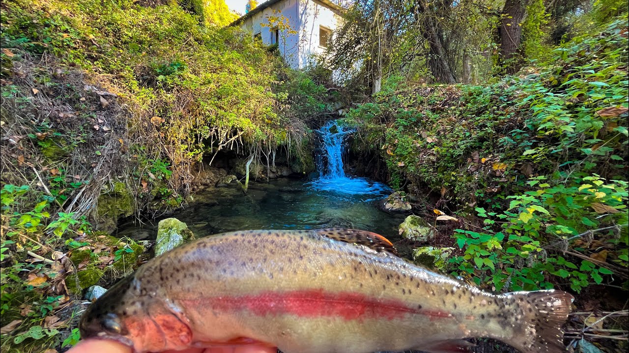 KASTAMONU ALABALIK AVI ..  Derede D&ouml;ner Kaşık (mepsle) At&ccedil;ek G&ouml;kkuşağı Alabalık Avı Trout Fishing