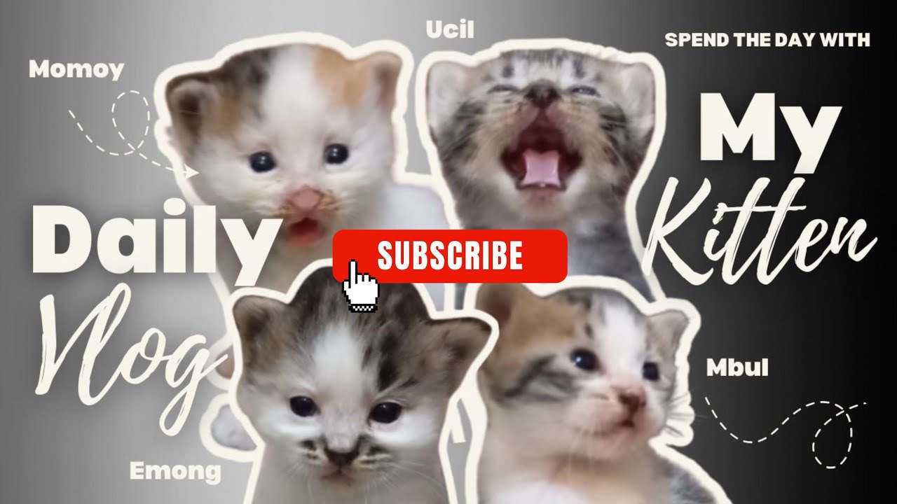My kitten usia 23 hari, sudah mulai berdiri dan jalan 