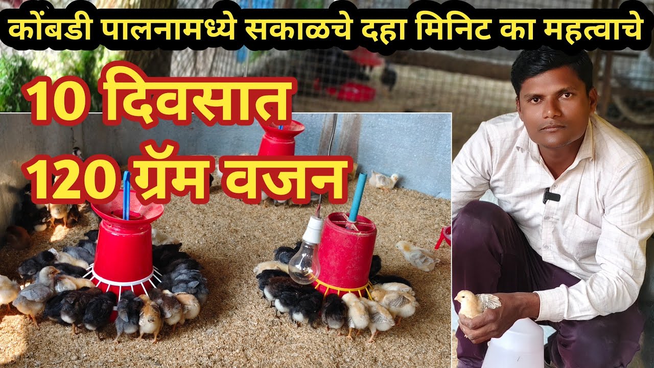 कोंबडी पालनातील सकाळचं पहिलं महत्त्वाचं काम | दहा दिवसात 120 ग्रॅम वजन gavran kombdi palan 