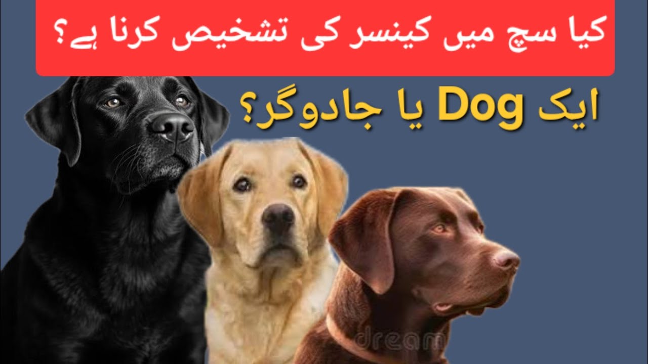 Labrador Retriever A dog or a magician? 