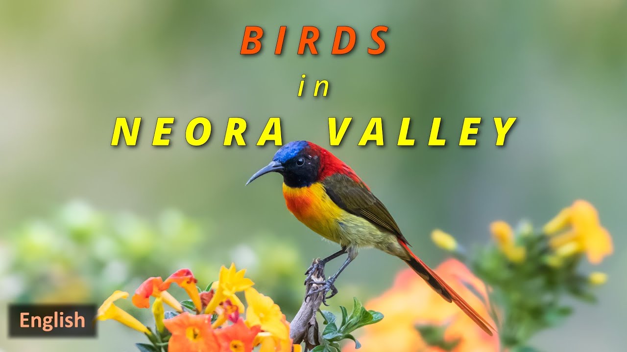 Birds In Neora Valley | Kolakham | Rishop