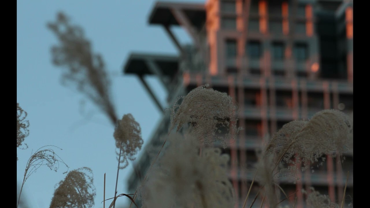 芒(awn)/夢水ないた