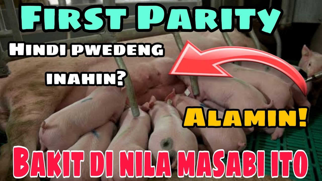 Bakit kaya di puwede gawing inahin ang first parity | May katotohanan kaya ito?