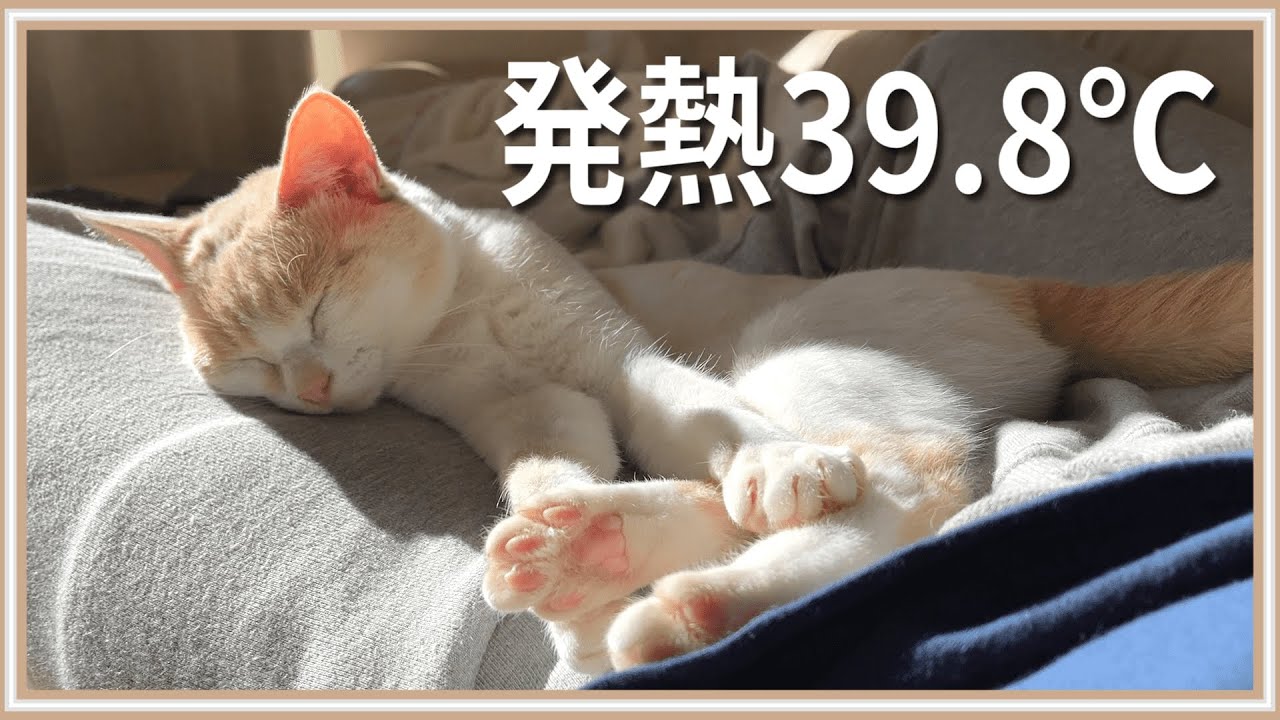 【感動】熱で倒れてたら猫が一日中寄り添ってくれました