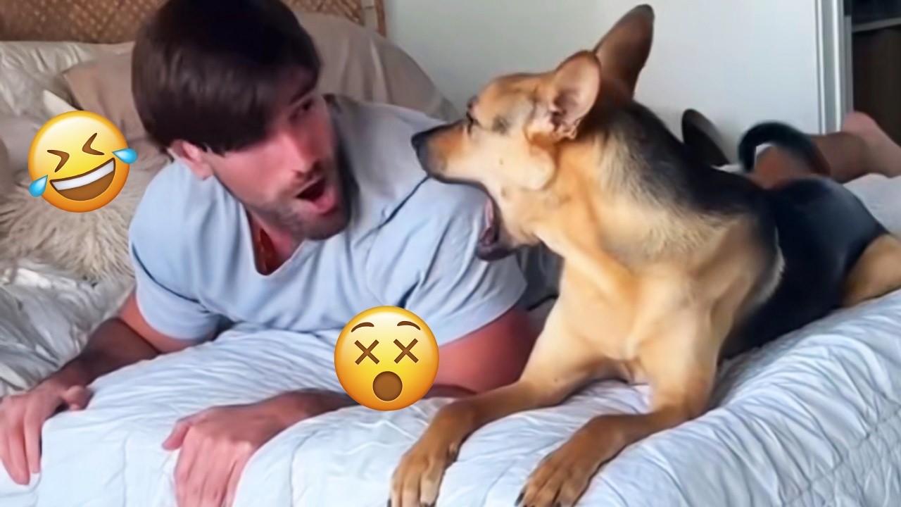 Смешная подборка видео с собаками &ndash; Лучшие видео с собаками 2025 года 🐕🤣 #93