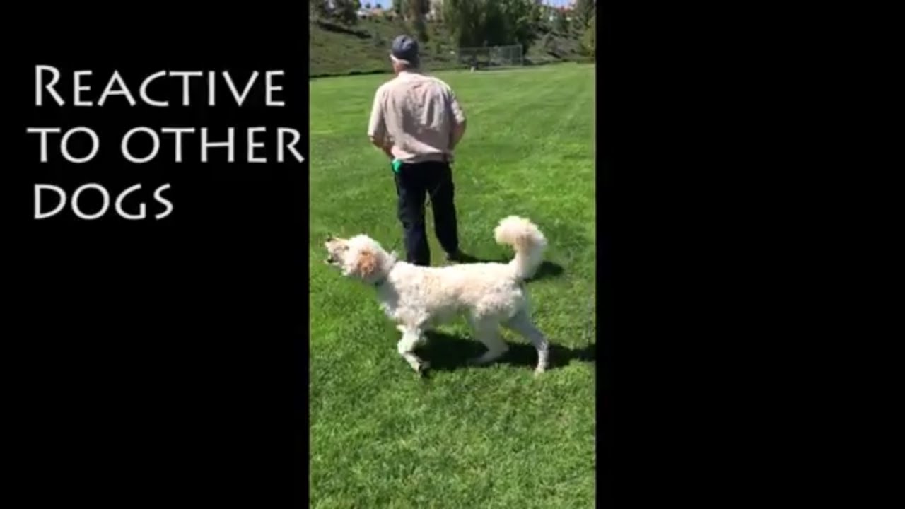 Dog Reactivity Towards Other Dogs - Video 1