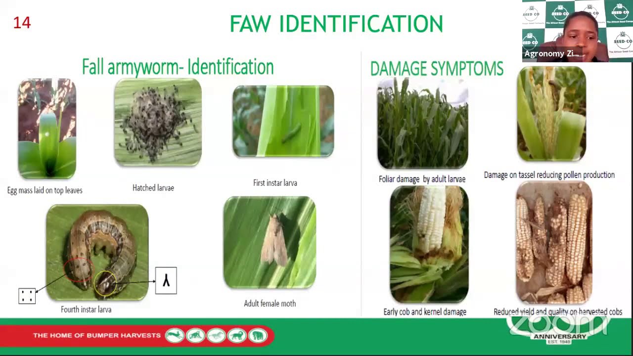 Seed Co Green Mealie Production