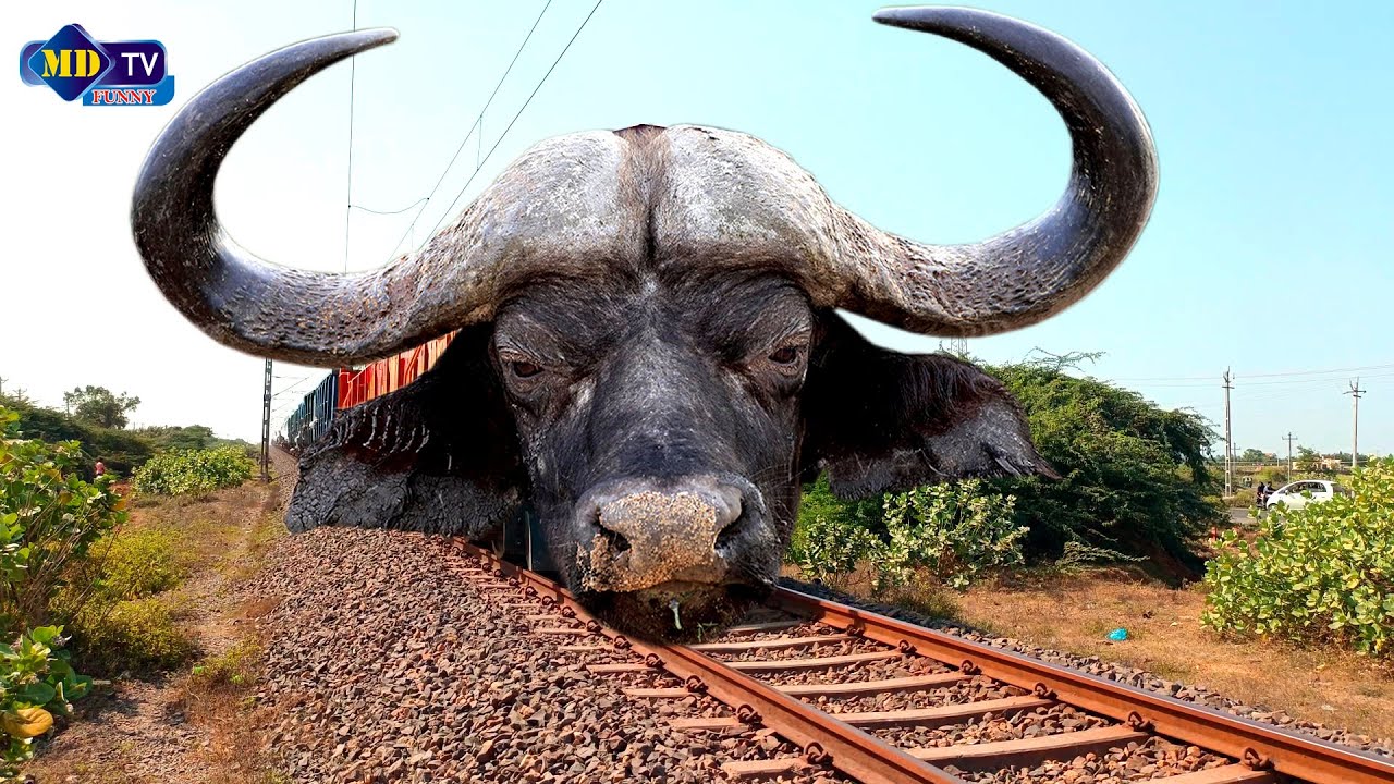 how to buffalo train - funny buffalo sound - indian railways - buffalo train -buffalo - train