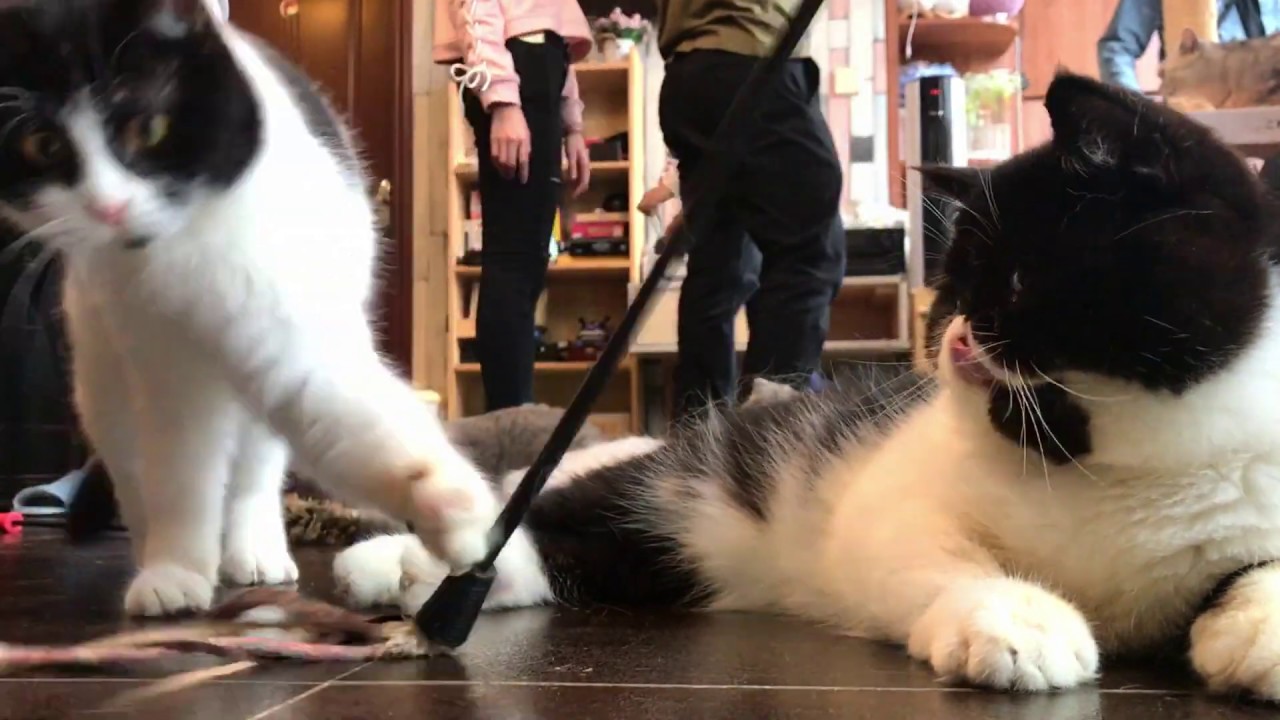 Cute Cat 2019-02-08