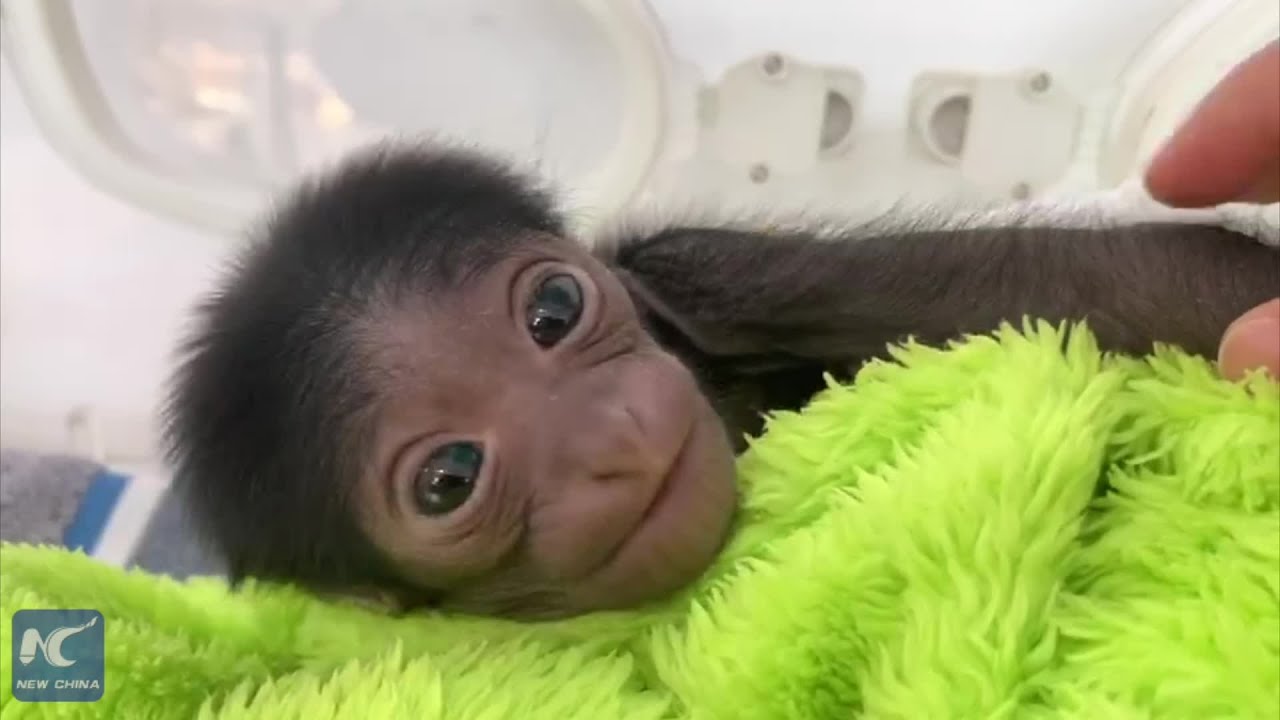 China performs the first caesarean section on siamang ape