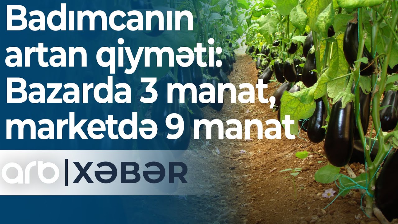 Badımcanın artan qiyməti: Bazarda 3 manat, marketdə 9 manat – ARB Xəbər
