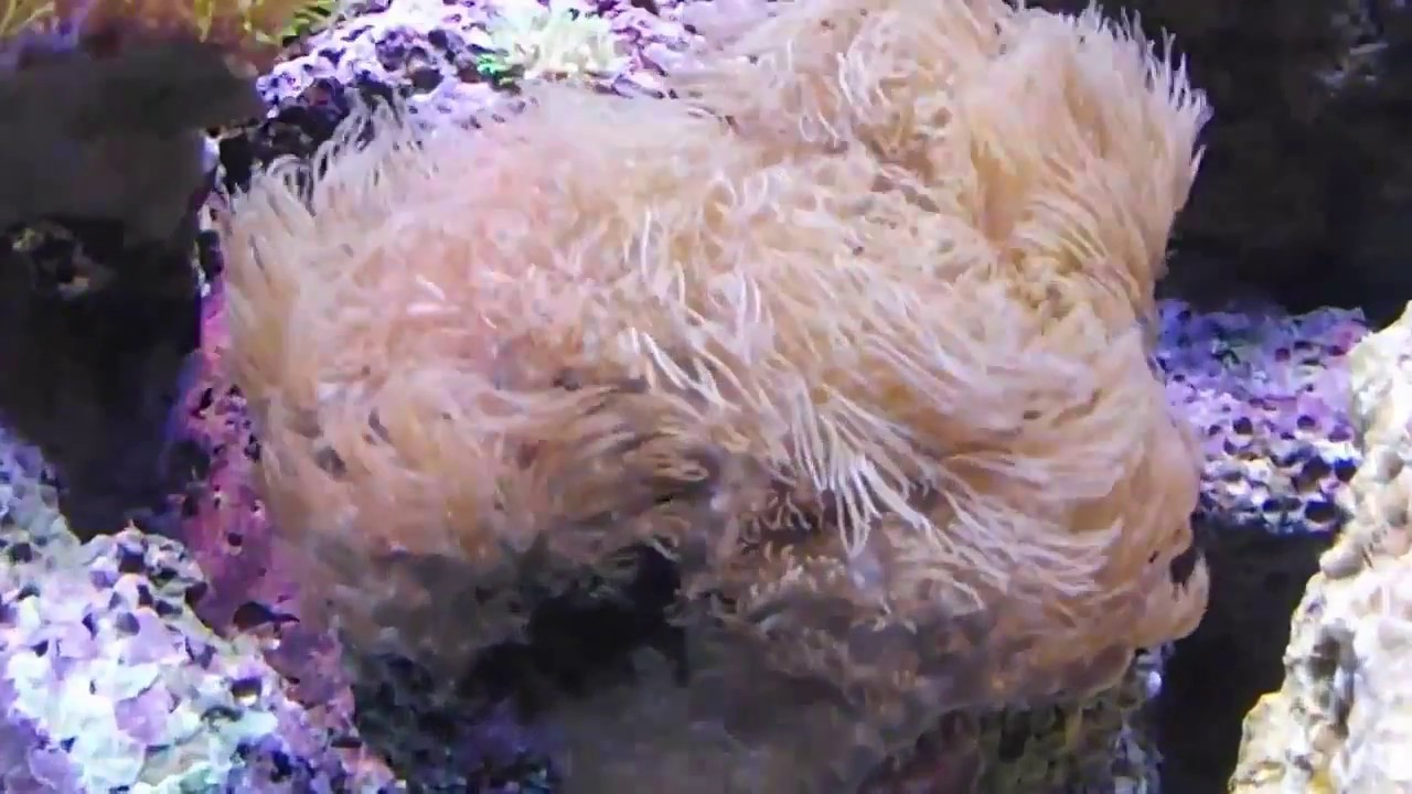 Top 10 Corais Iniciantes - Aquario Marinho sem Stress
