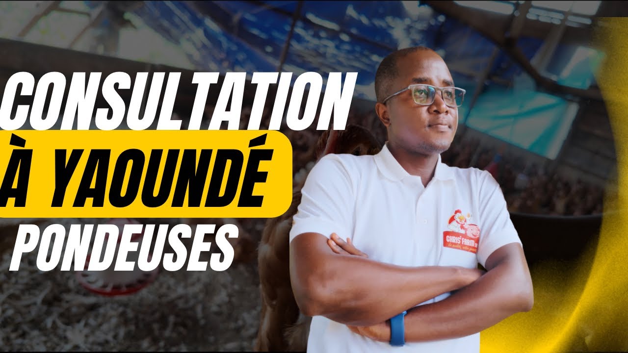 Consultation et accompagnement à Yaoundé (pondeuses )