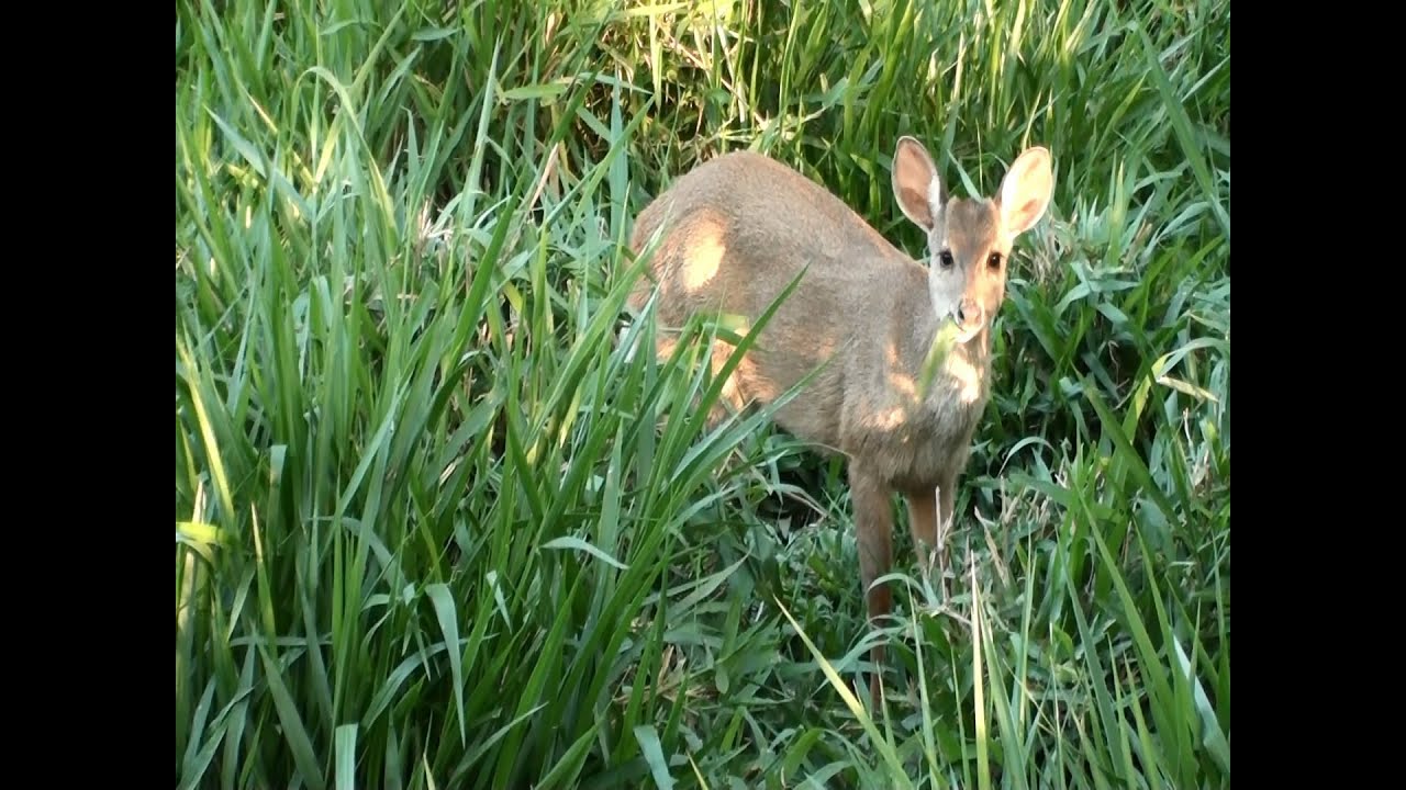SOUTH AMERICAN RED BROCKET (MAZAMA AMERICANA), DEER,  VEADO-MATEIRO, GUATAPAR&Aacute;, Veado-vermelho.