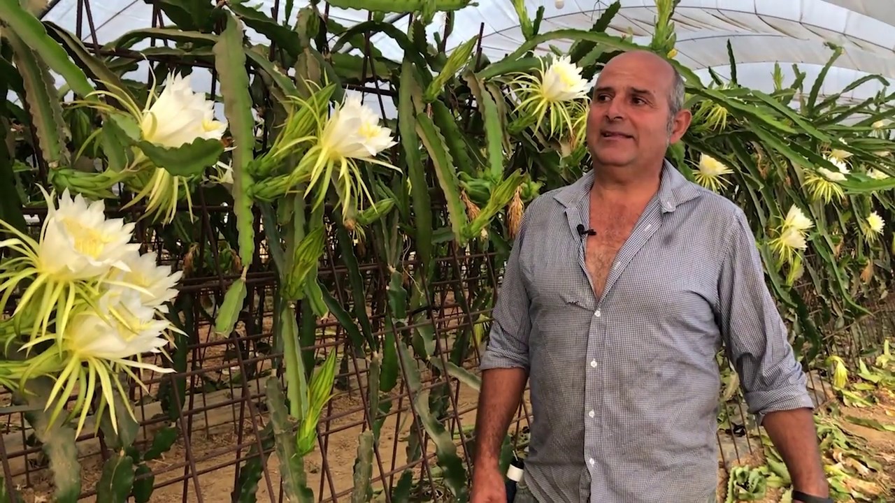 Productor de pitaya de Cartaya pide unión del sector para tener más fuerza en el mercado