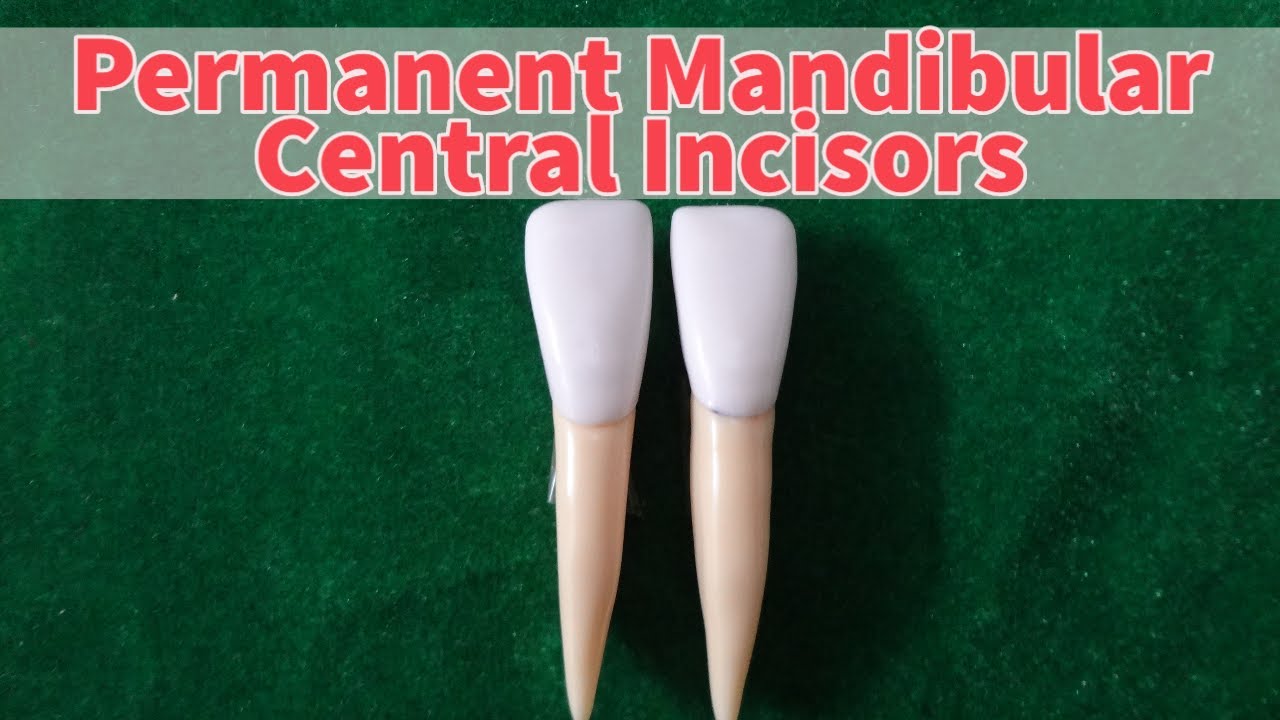 Permanent Mandibular Central Incisor