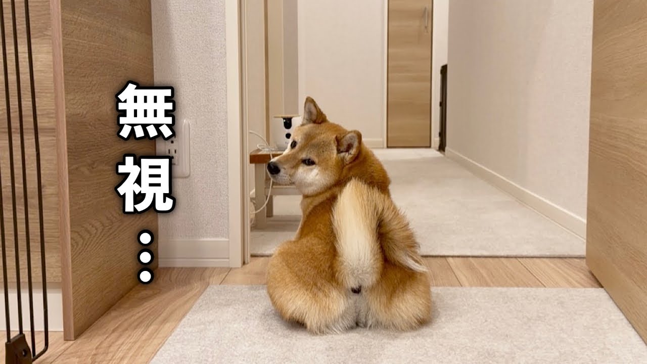 ママが出かけるというのにペットカメラに夢中で見向きもしない柴犬…