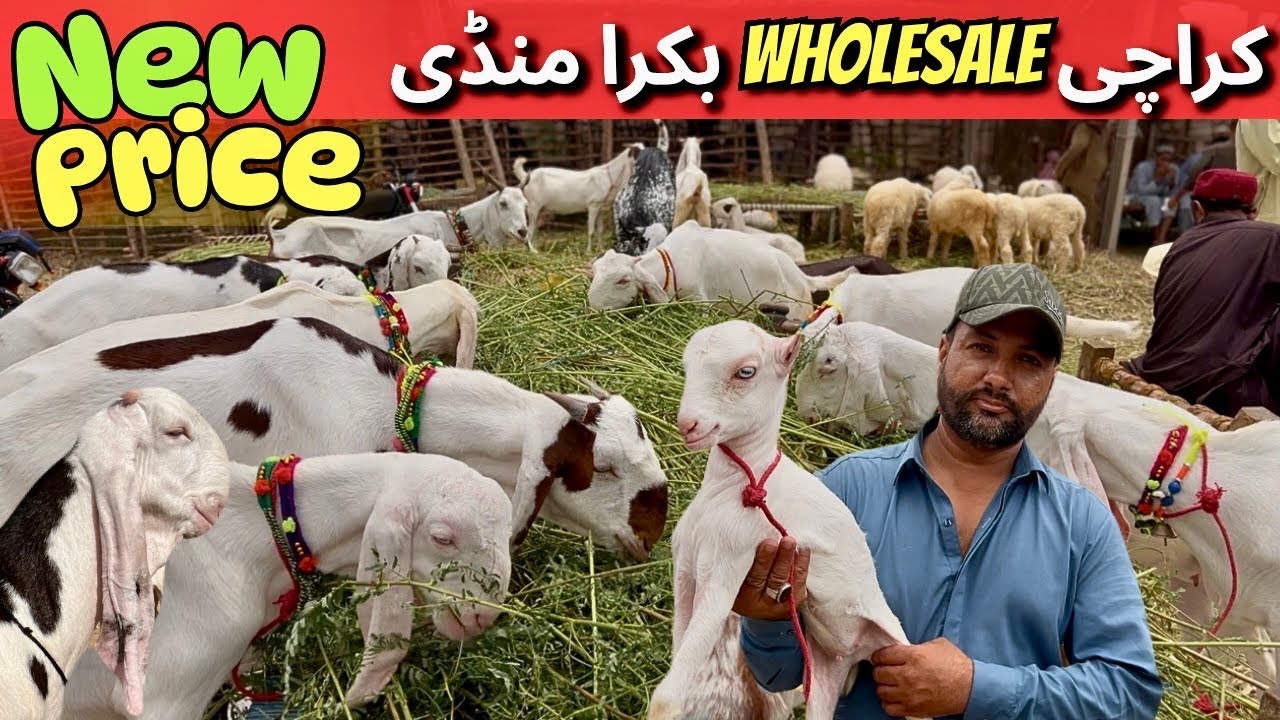 Bhains Colony Bakra Mandi 6 August | Sasta & Healthy Janwar 2025 Latest Update 🤩