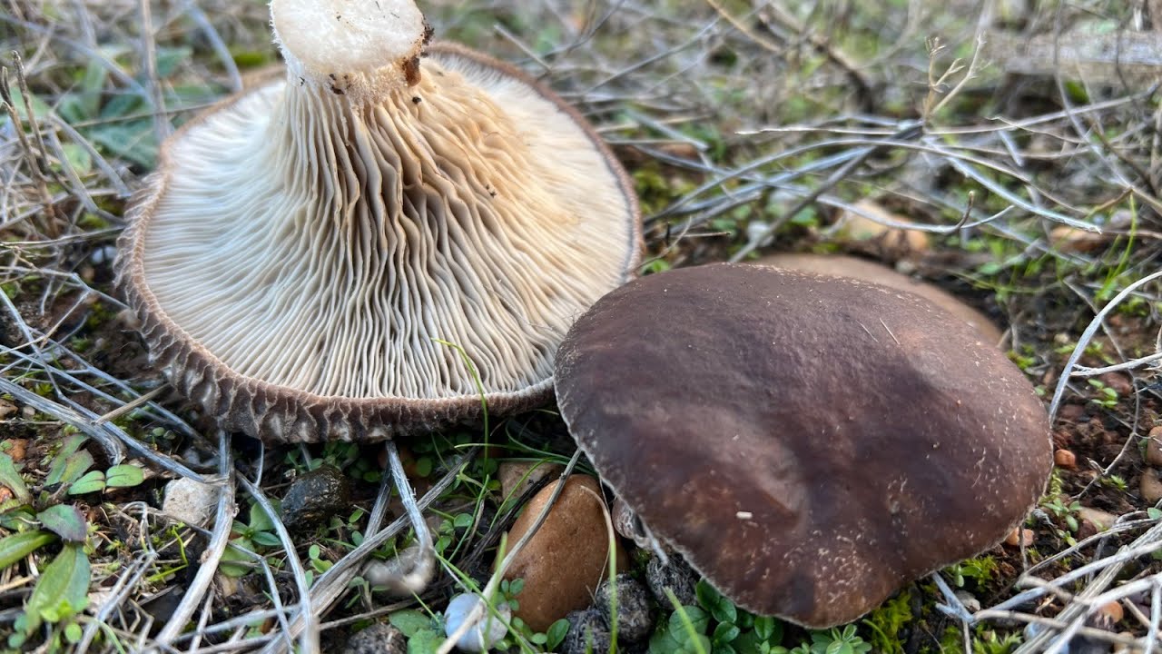 ¡¡BROTE de SETAS de CARDO XXL!!🍄💥 (28/11/2025)