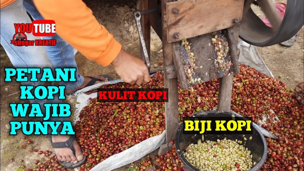 View Alat Penggiling Kopi Pemisah Biji Dari Kulit | Begini Petani Kopi Memisahkan Kopi Dari Kulit