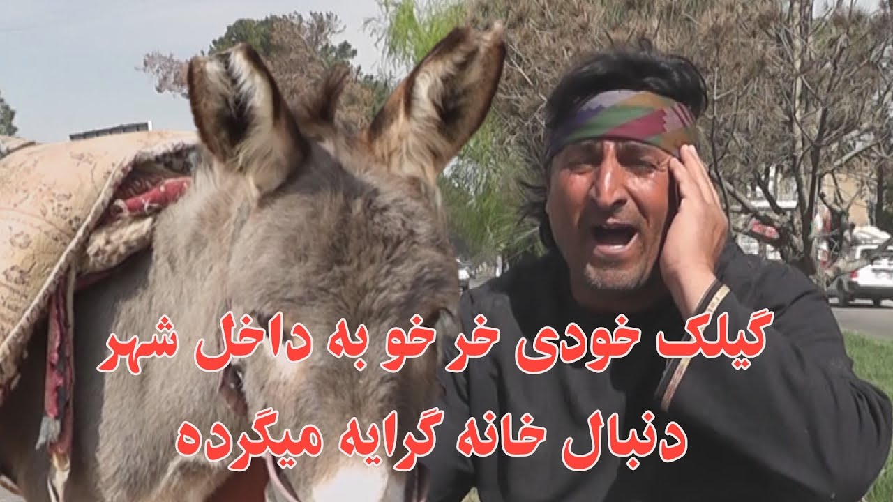 گیلک خودی خر خو داخل شهر دنبال خانه گرایه میگرده!