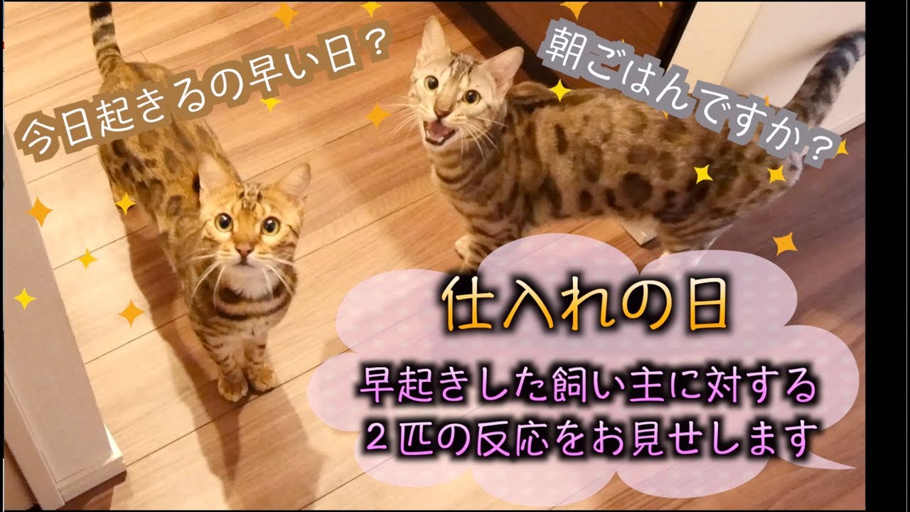 仕入れの日の朝の猫たちのお出迎えと朝ごはん