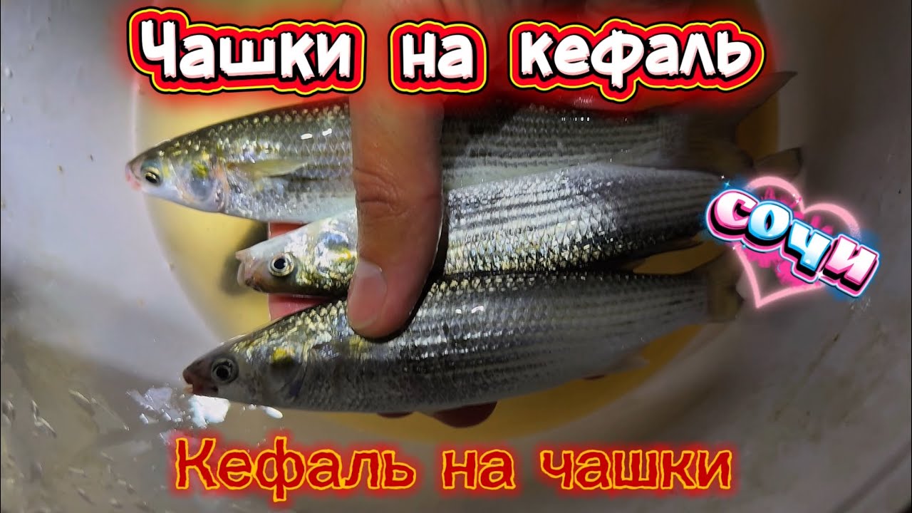 Как поймать кефаль без удочки? Секрет черноморских рыбаков — чашки! #fishing #рыбалка #sochi #сочи 